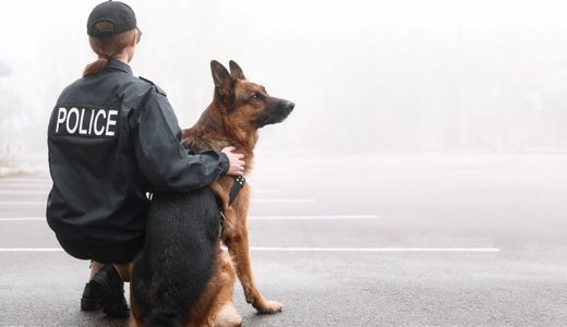 警察犬訓練士になるには？仕事内容や必要な資格、進路の選び方を解説