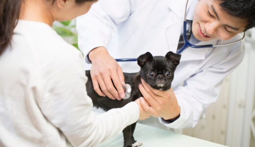 獣医師になるには？高校生におすすめの最短ルートが知りたい！