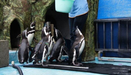 水族館飼育員になるには？ 大学・専門学校の選び方と仕事のリアル